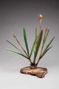Stages: Agapanthus by Holly Carter, Photo by G Post